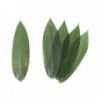 Bamboo Leaves Kappo Sasa 30cm 500pcs