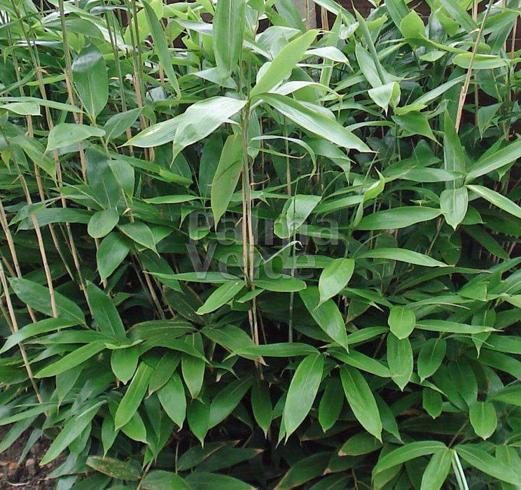 Bamboo Leaves Kappo Sasa 30cm 500pcs